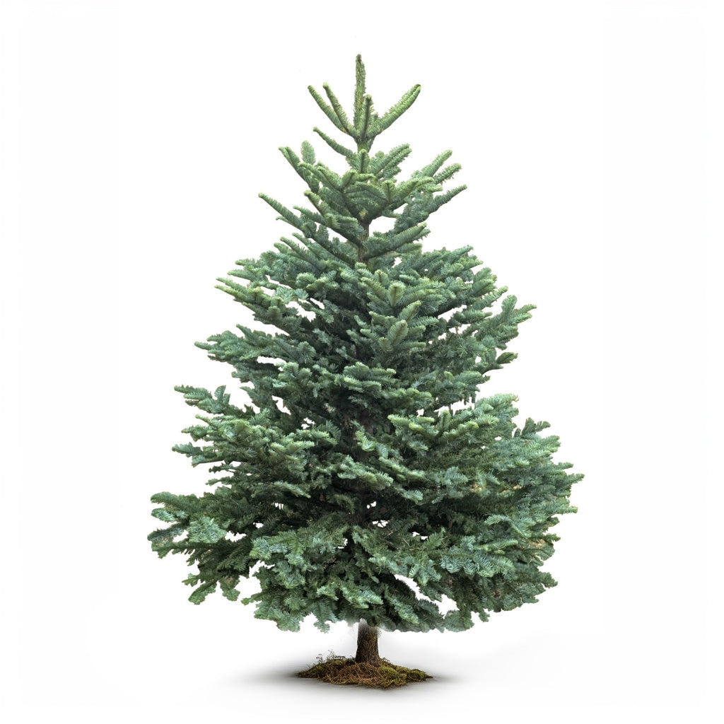 Christmas Trees