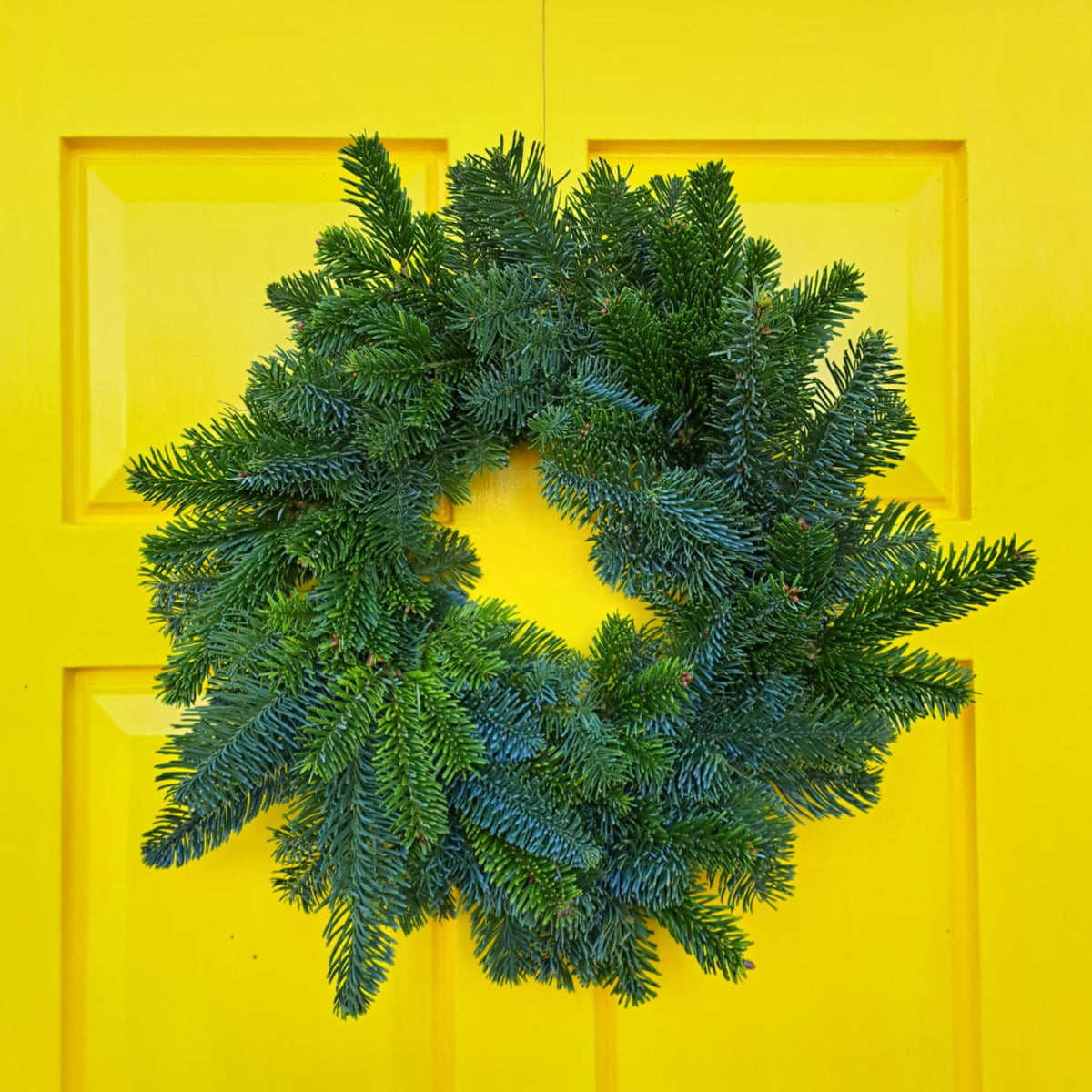 Real christmas wreath undecorated finnegan christmas trees