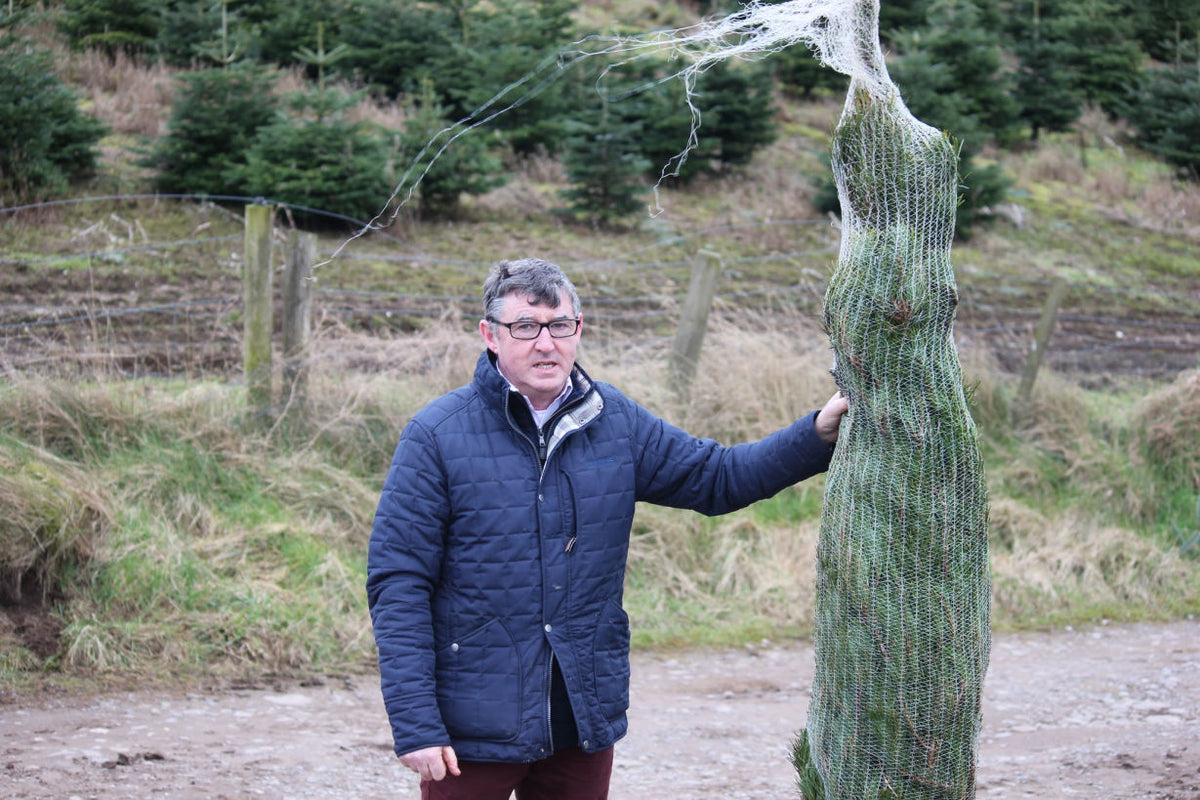 Christmas trees at Finnegan Christmas Tree Farm